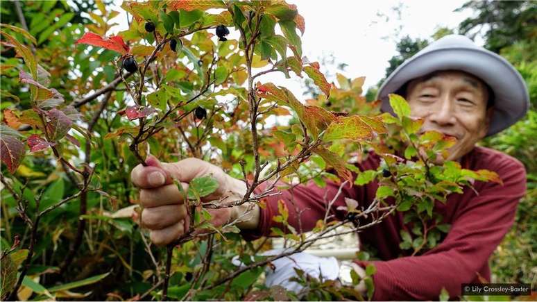 Flores alpinas e mirtilos selvagens marcam a trilha em dire&ccedil;&atilde;o &agrave; primavera ao ar livre das 'altas plan&iacute;cies do c&eacute;u'