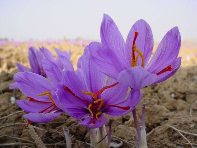 7. Flor açafrão é uma das flores exóticas mais procuradas para a especiaria – via: Pinterest