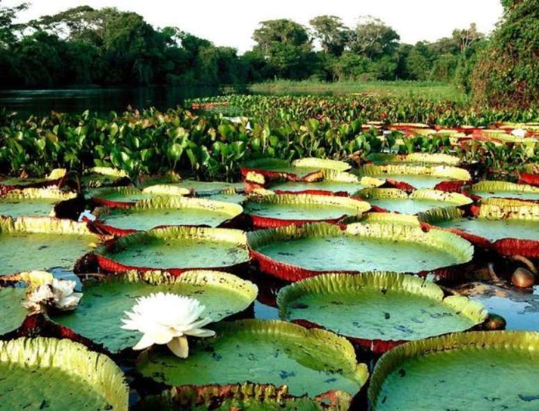 3. A vitória régia é uma das flores exóticas brasileiras mias bonitas e famosas – Via: Pinterest