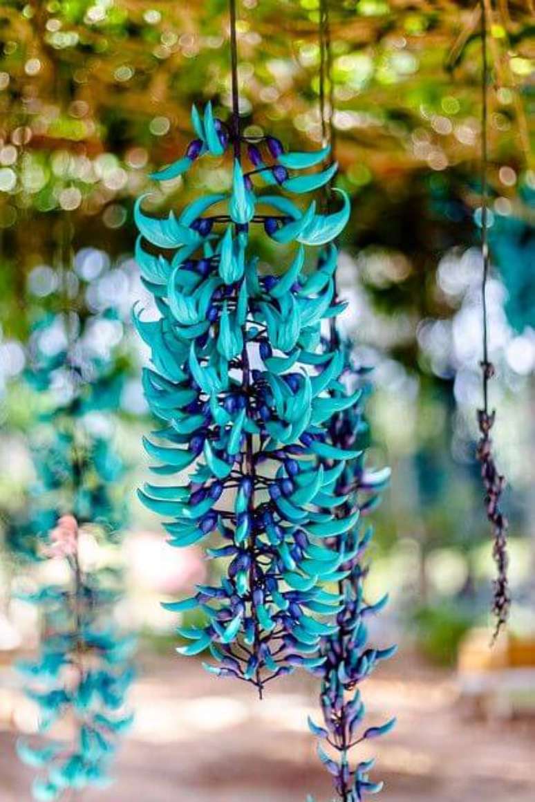 6. A jade vine é uma das flores exóticas mais bonitas – Via: Pinterest