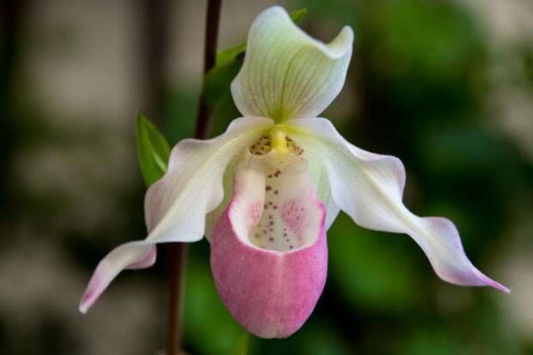 5. Flor exótica orquídea sapatinha rosa e branco – via: Pinterest