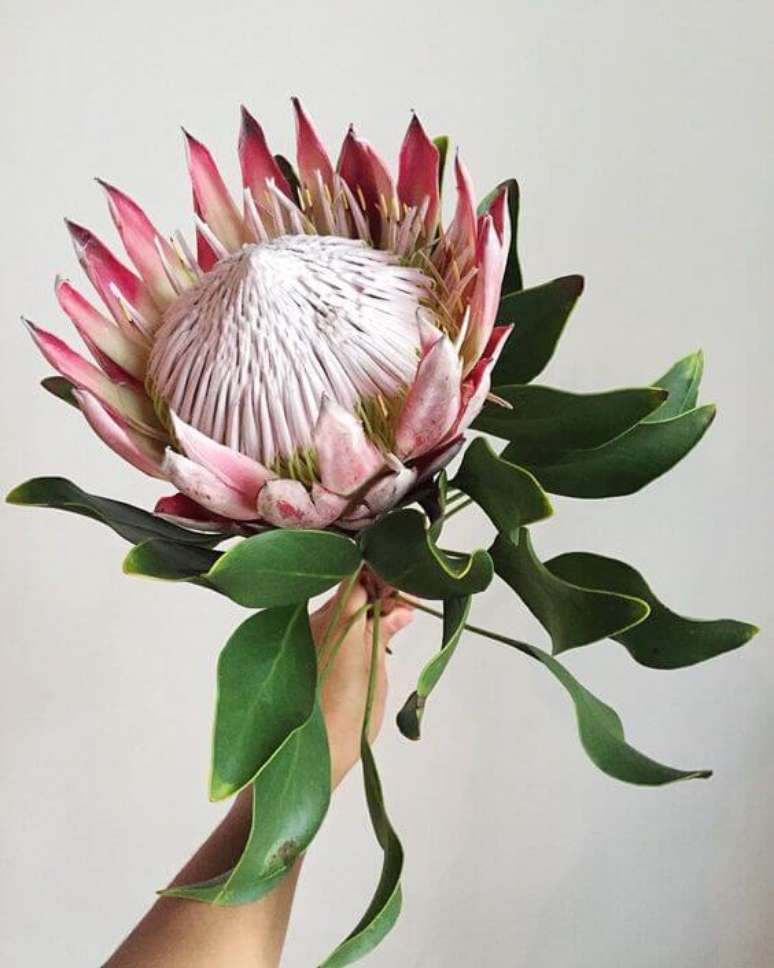 2. A Protea pode ter tamanhos gigantes – Via: Pinterest