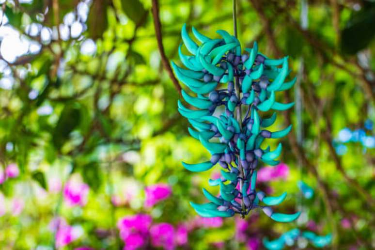 18. Flores exóticas como a jade vine são lindas para decorar o jardim – Via: Pinterest