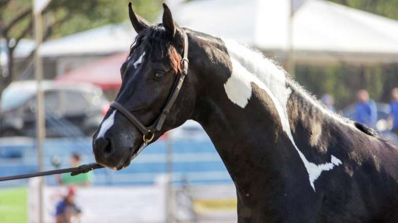 Cavalo está em isolamento desde que foi diagnosticado com doença de mormo, que não tem cura e pode ser transmitida para outros animais e até para humanos