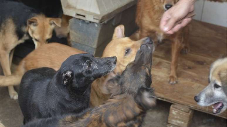 Há casos de animais de estimação cujo dono entrou na extensa lista de vítimas da covid-19