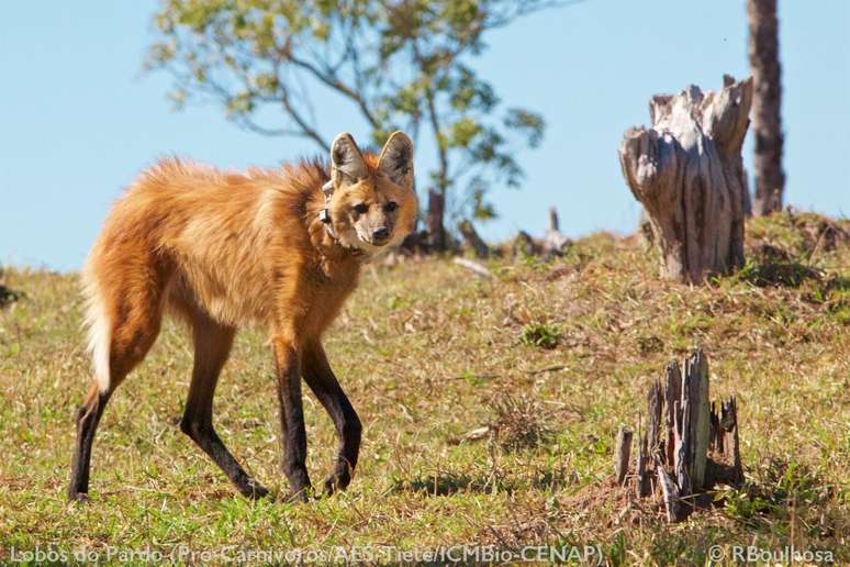 Animais vivem diversos problemas como o avan&ccedil;o do agroneg&oacute;cio, os perigos nas estradas e conflitos com produtores rurais