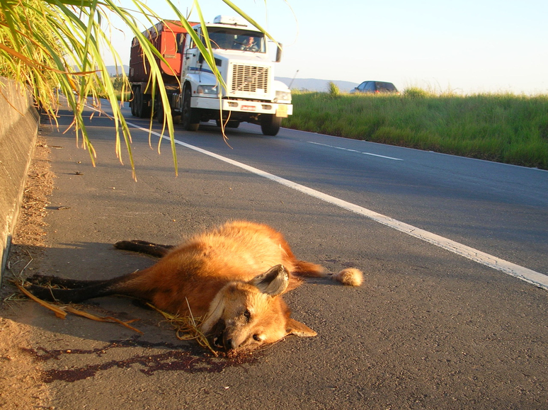 Lobo-guará, o 'semeador de árvores' ameaçado na natureza e