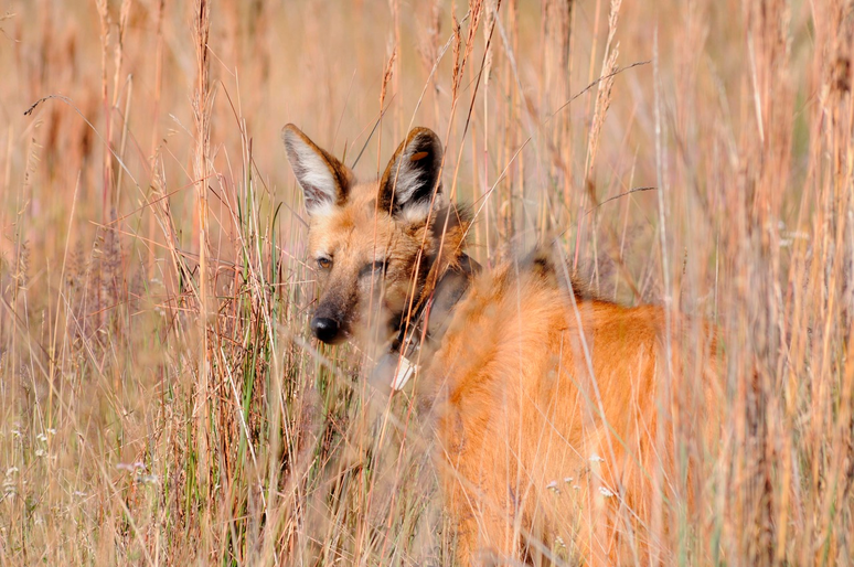 Para bi&oacute;logos, a nova nota de R$ 200 ser&aacute; importante para conscientiza&ccedil;&atilde;o sobre os lobos-guar&aacute;s