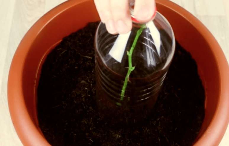 6. Aprenda como plantar muda de rosas &ndash; Via: Pinterest