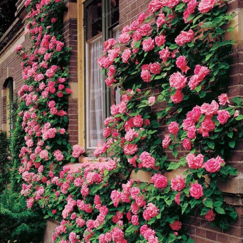 5. Rosa trepadeira no jardim de casa – Via: Pinterest