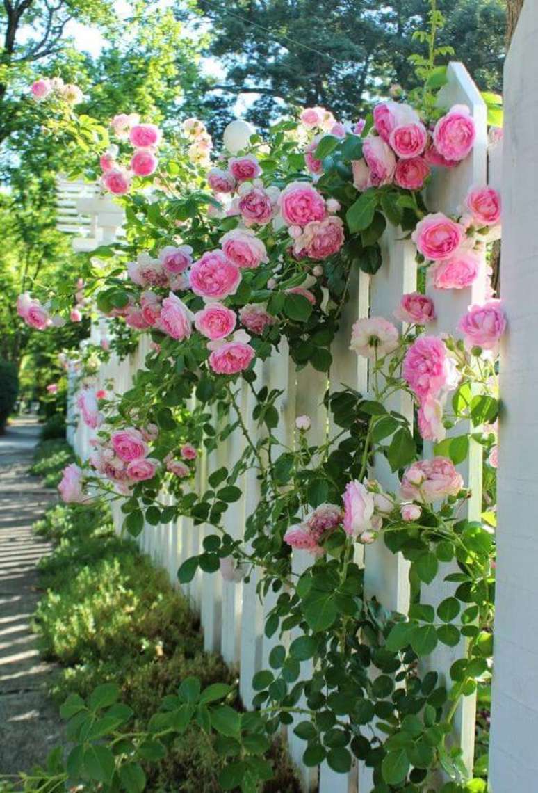 8. Jardim com rosa trepadeira – Via: Pinterest
