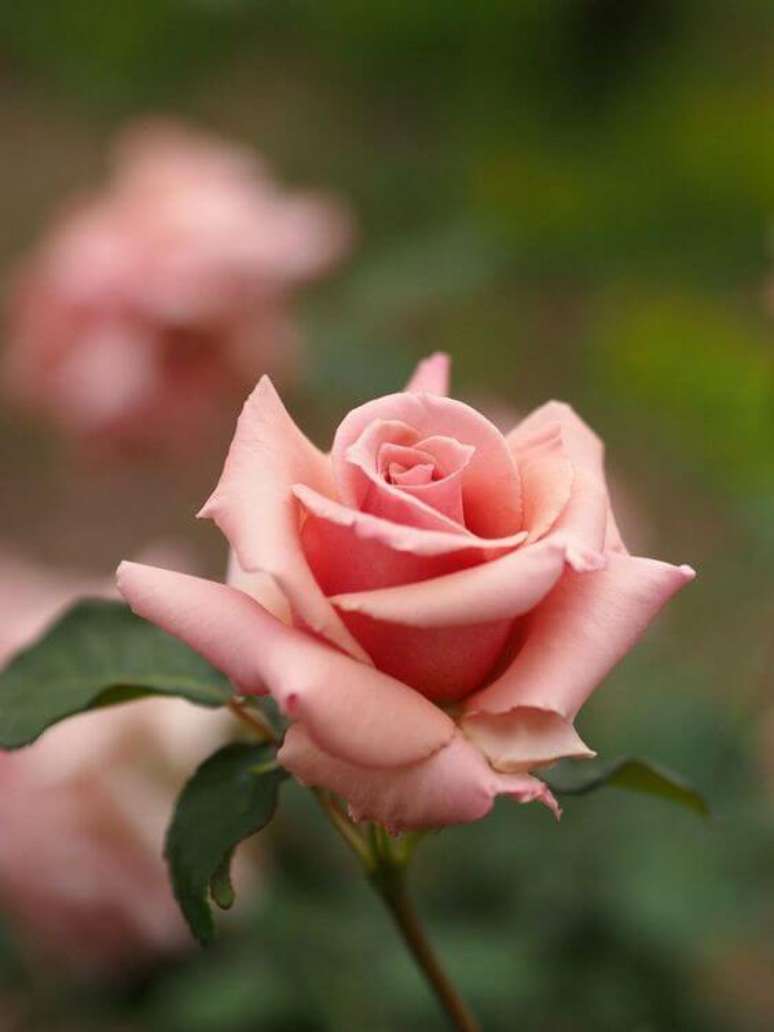 35. A flor rosa cor de rosa é linda para seu jardim – Via: Pinterest