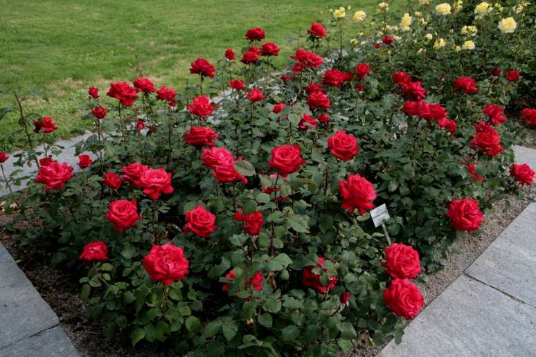 2. Roseira no jardim de casa – Via: Pinterest