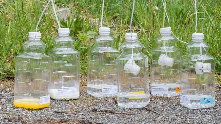 Desde que as vespas invasoras foram vistas pela primeira vez, no fim do ano passado, autoridades, moradores e apicultores espalharam mais de 1,3 mil armadilhas pela regi&atilde;o