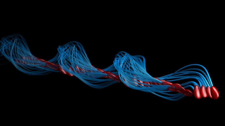 O movimento do saca-rolhas corrige a assimetria do nado de esperma e o impulsiona para frente