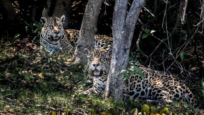 Pantanal está localizado nos estados de Mato Grosso do Sul e Mato Grosso e também nos países Bolívia e Paraguai