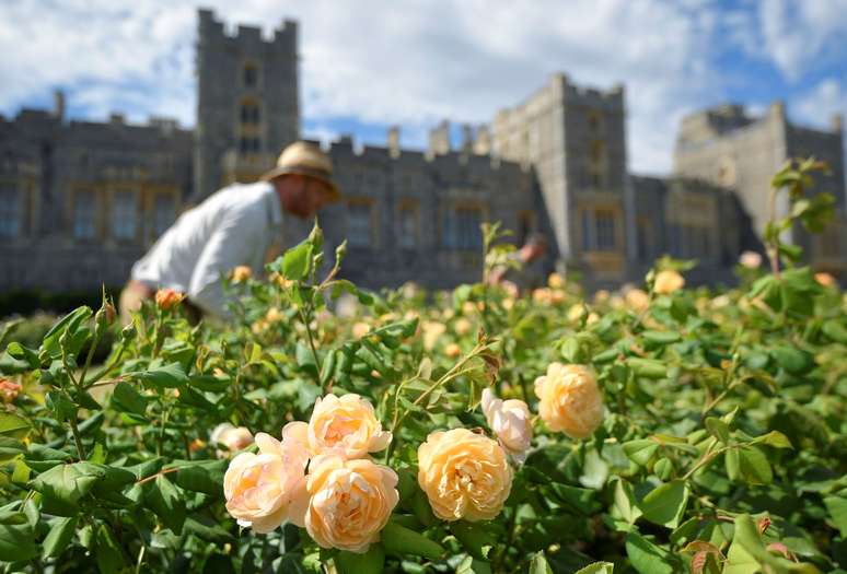 Jardineiros cuidam de rosas no Castelo de Windsor durante preparativos para abertura inédita do jardim East Terrace ao público
05/08/2020
REUTERS/Toby Melville