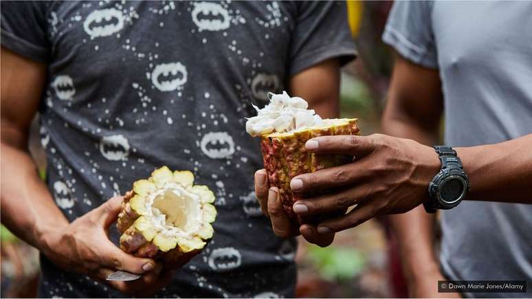 Enquanto a maioria dos cacaueiros produz grãos roxos, o puro nacional também produz grãos brancos, conhecidos por seu sabor frutado e floral