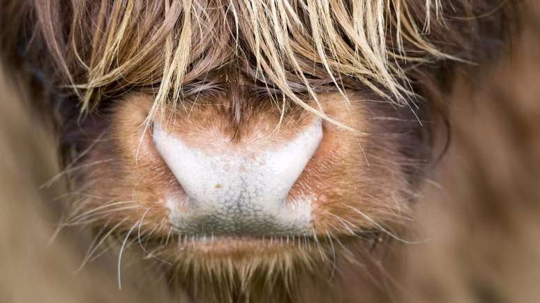 H&aacute; mais de 1,4 bilh&atilde;o de gados no mundo. Juntos, eles liberam 65% de todos os gases de efeito estufa da agropecu&aacute;ria.