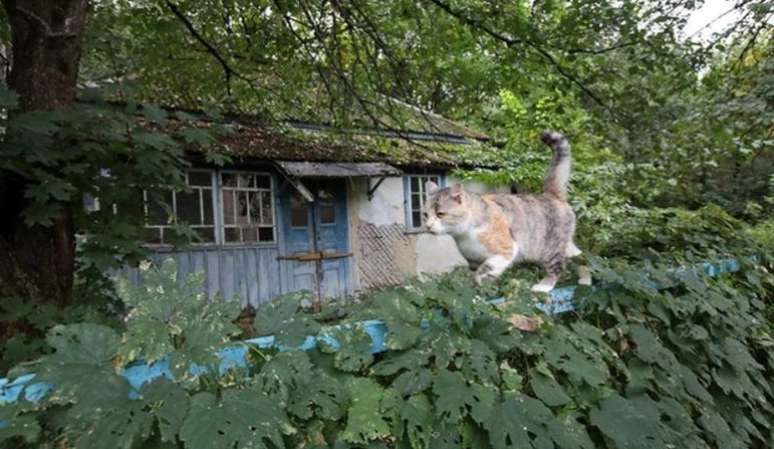 Animais, como este gato, assumiram a Zona de Exclusão de Chernobyl desde que os humanos se afastaram