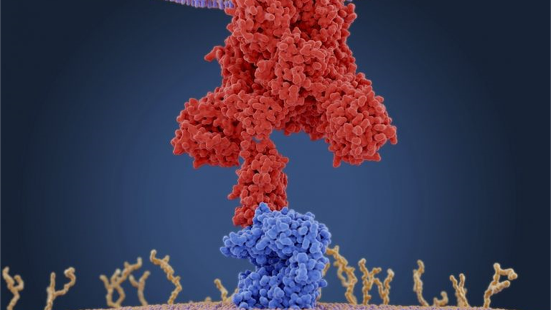 Ilustração de proteínas de ligação do coronavírus (vermelho) se conectando aos receptores da célula humana alvo (azul) — para os coronavírus, estes receptores são do tipo enzima conversora de angiotensina 2 (ECA2)