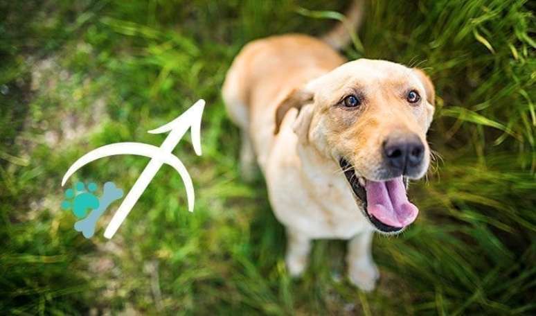 Horóscopo para cachorro: o que o signo do seu cão diz sobre ele – VitalPet  Brasil