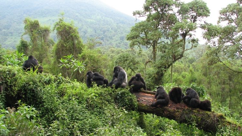 Gorilas em parque nacional na Ruanda: prevenção do desmatamento, da caça e do tráfico de animais previne contato de humanos com animais silvestres, diminuindo consideravelmente a chance de epidemias
