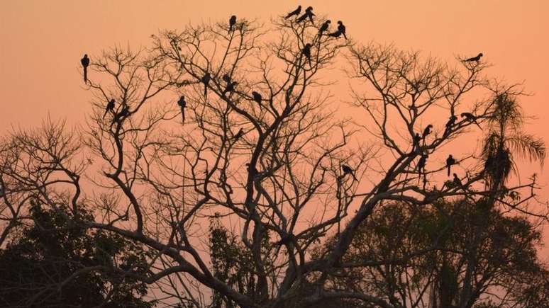 População de araras na fazenda cresceu de 234 para 708 em 15 anos