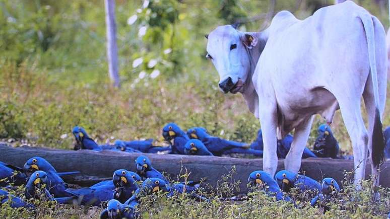 Araras também se alimentam dos frutos regurgitados pelo gado criado de forma extensiva na propriedade