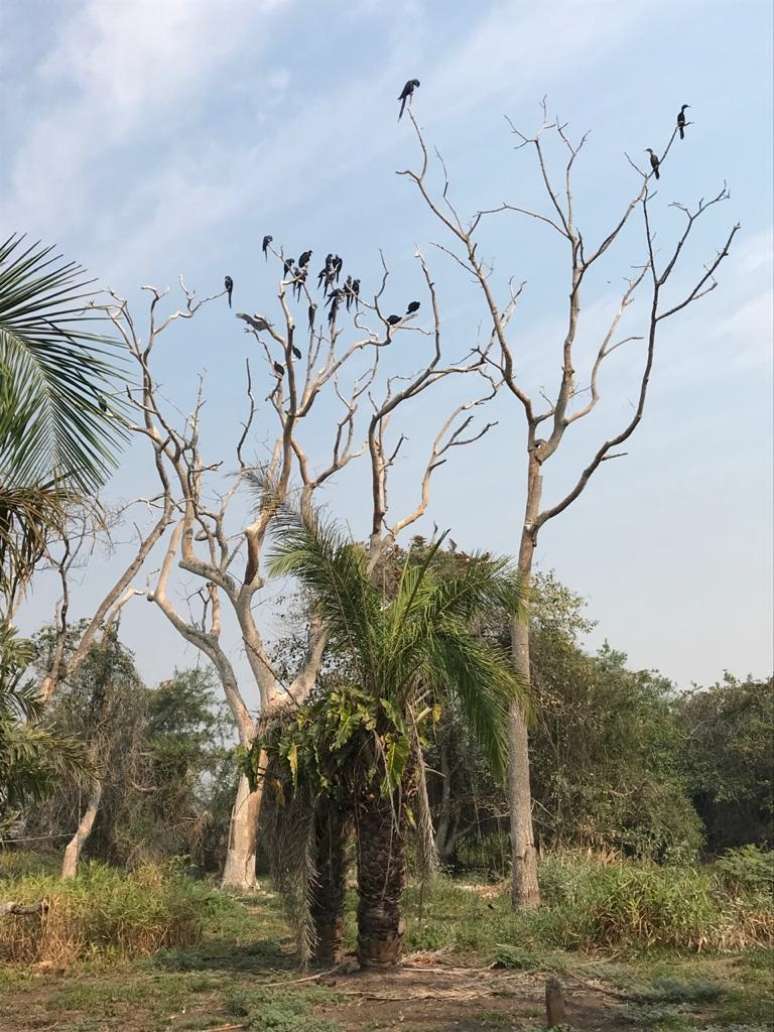 Imagem enviada por um dos brigadistas à bióloga: quando a situação estiver controlada, equipe vai fazer avaliação dos danos causados pelo fogo