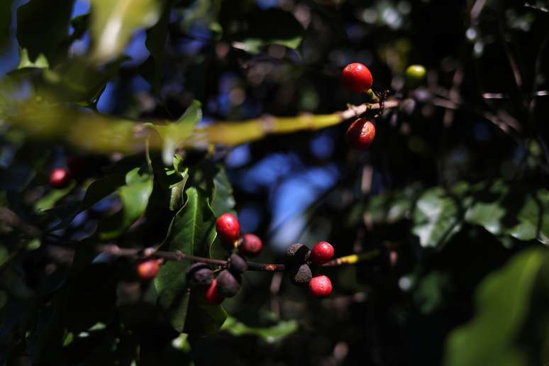 Cultivo de café em São João da Boa Vista (SP) 
06/06/2019
REUTERS/Amanda Perobelli