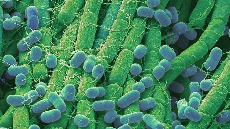 As formas de vida mais primitivas evolu&iacute;ram em organismos mais complexos