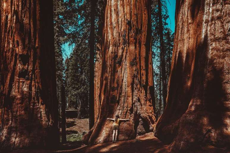 Sequoias são árvores monumentais e podem viver milênios