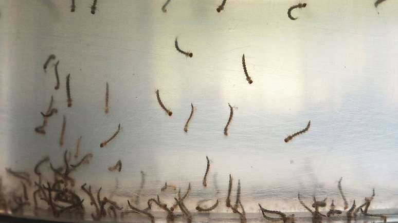 Mosquitos especializados em picar pessoas tendem a se reproduzir na &aacute;gua.