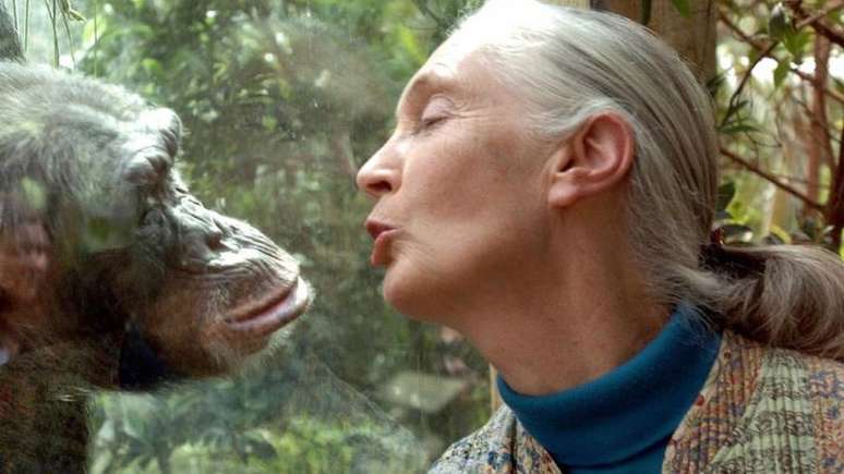 Jane Goodall aprendeu a se comunicar com chimpanzés usando sons e gestos