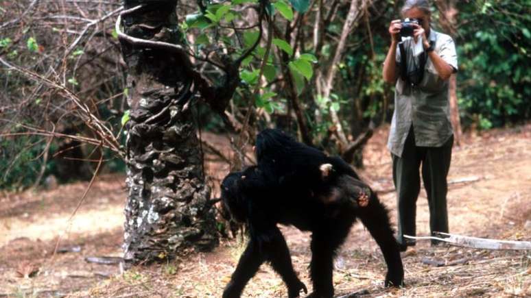 Goodall conseguiu estabelecer um relacionamento próximo com o grupo animal em Gombe