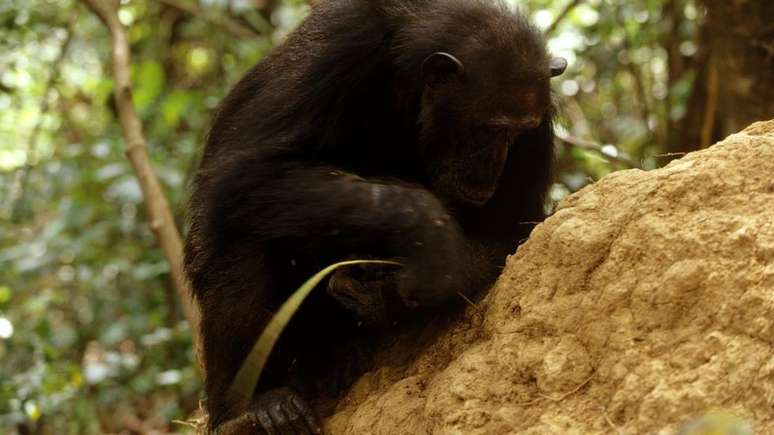 As observações de Goodall provaram que os chimpanzés são capazes de fazer ferramentas