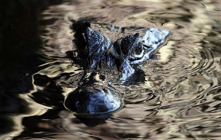 Jacaré nada no Pantanal
22/06/2014 REUTERS/Eric Gaillard 