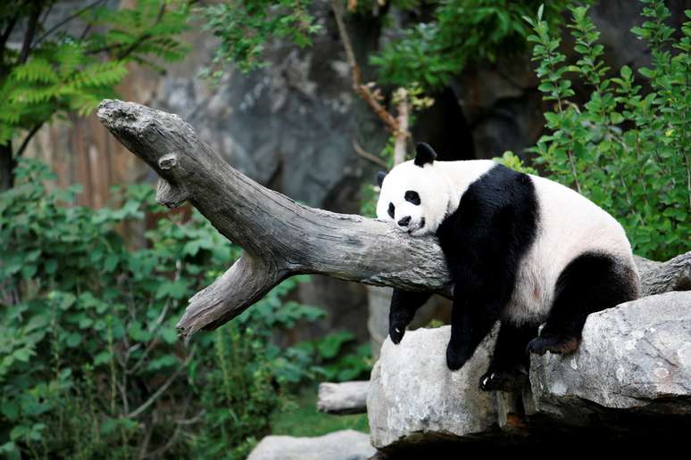 Panda gigante Mei Xiang no Zool&oacute;gico Nacional de Washington, nos EUA
23/08/2007
REUTERS/Kevin Lamarque