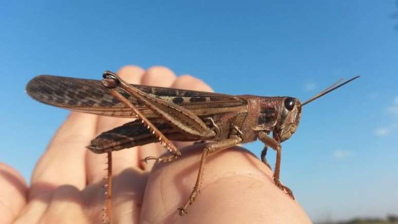 A Tropidacris collaris é conhecida como tucura quebrachera.