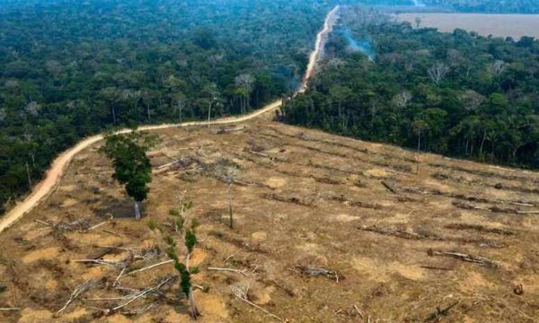 Governo alemão está preocupado devido ao aumento do desmatamento
