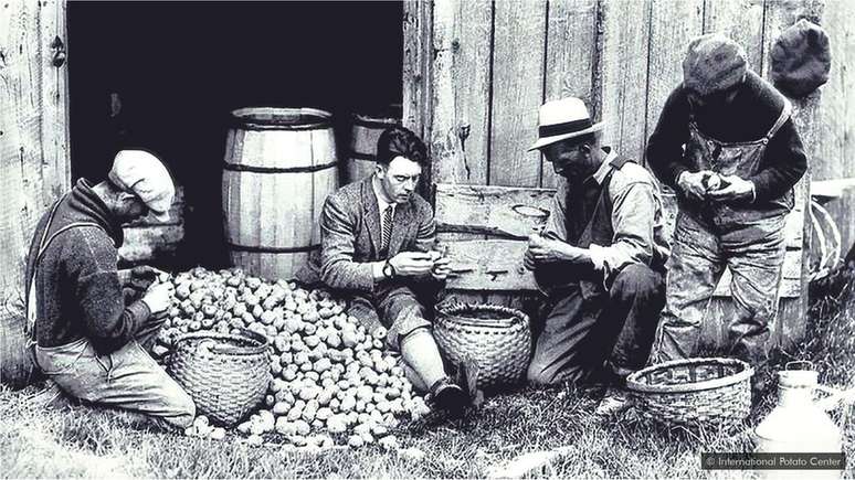 A primeira evidência do cultivo de batata no Canadá é de 1623