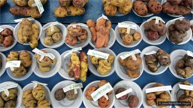 O governo do Peru est&aacute; trabalhando com comunidades ind&iacute;genas para proteger a heran&ccedil;a gen&eacute;tica da batata