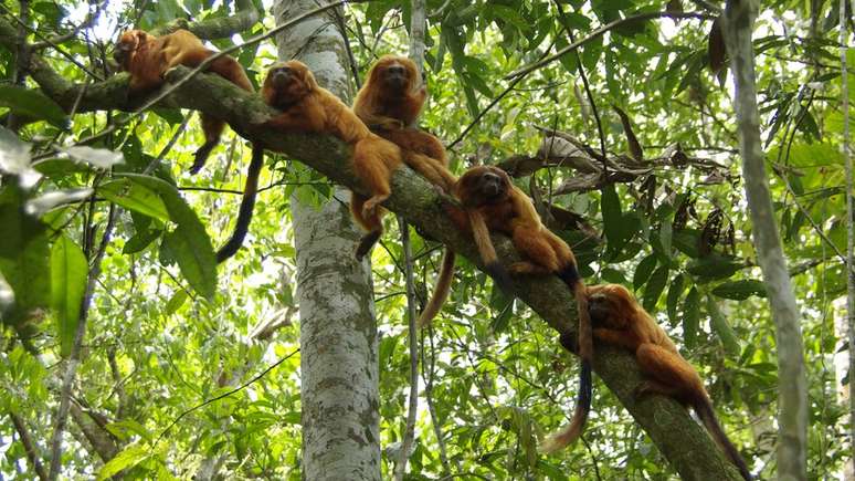 Importado por europeus, usado como animal de estima&ccedil;&atilde;o e v&iacute;tima de contrabando: trajet&oacute;ria do mico-le&atilde;o-dourado tem sido de sufocos