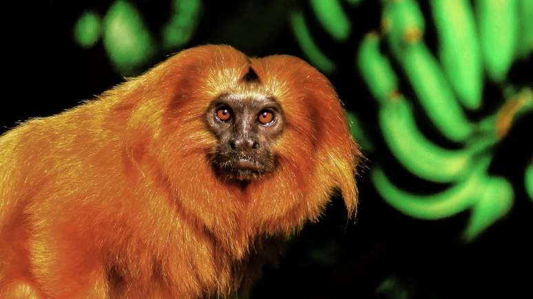 'A Mata Atl&acirc;ntica est&aacute; dividida em fragmentos. E a fragmenta&ccedil;&atilde;o &eacute; uma grande amea&ccedil;a para o mico', explica Ferraz