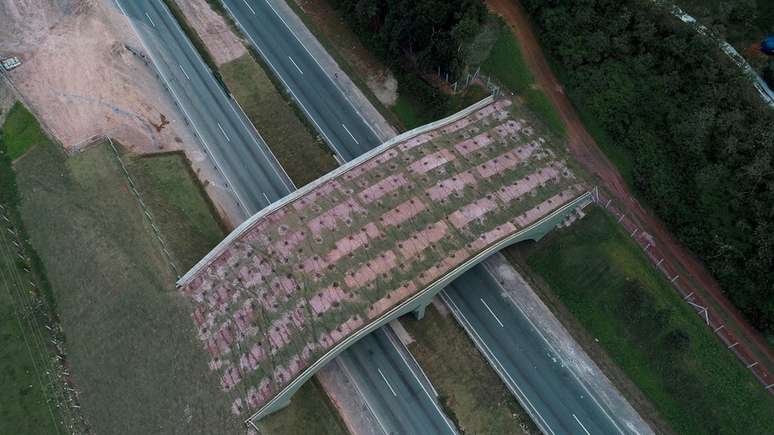 Viaduto tem esp&eacute;cies t&iacute;picas da Mata Atl&acirc;ntica