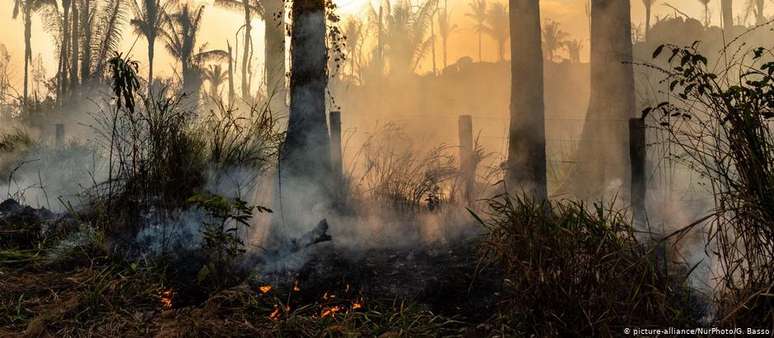 Muitas árvores maiores que sobrevivem ao fogo graças ao ambiente úmido acabam sucumbindo ao trauma