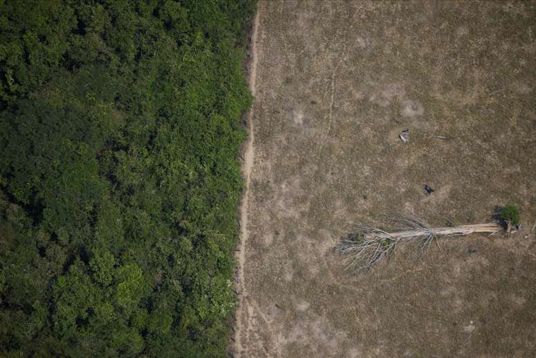 Árvore derrubada em trecho desmatado da floresta amazônica perto de Porto Velho
14/08/2002
REUTERS/Ueslei Marcelino