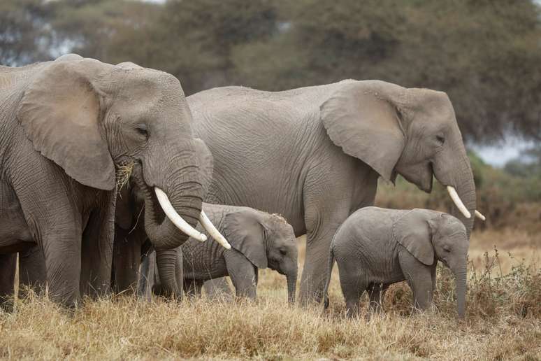 Elefantes em parque nacional do Quênia
12/08/2020
 REUTERS/Baz Ratner