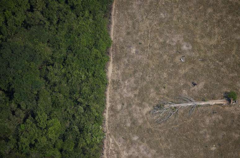 Árvore derrubada em trecho desmatado da floresta amazônica perto de Porto Velho